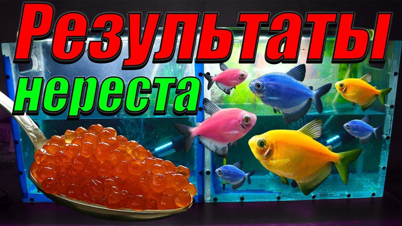 Результаты нереста тернеций! смотреть онлайн