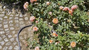 Шланг Gardena Liano