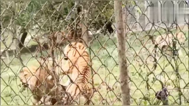 LEÃO vs TIGRE | 5 CONFRONTOS ENTRE LEÕES E TIGRES GRAVADOS POR CÂMERAS смотреть онлайн