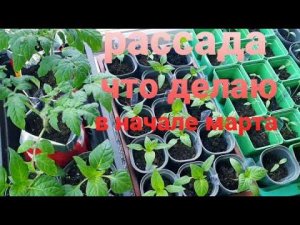 Рассада  в начале марта.Томаты, перец, цветы. Когда переваливать, подсыпать грунт.