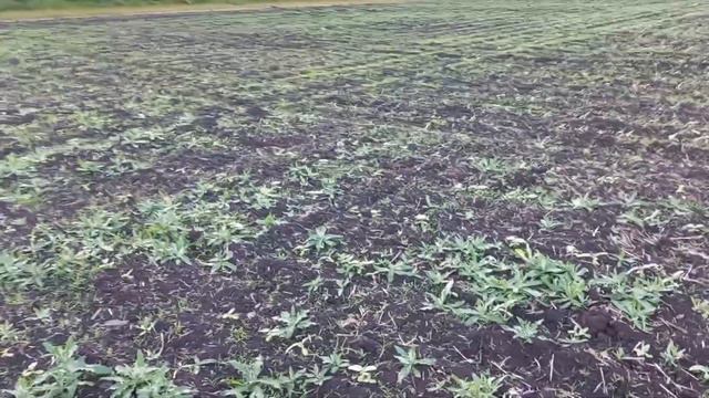 подсолнечник на 20 мая, борьба с сорняками смотреть онлайн