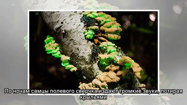 Любопытные факты о том, что происходит в мире ночью смотреть онлайн