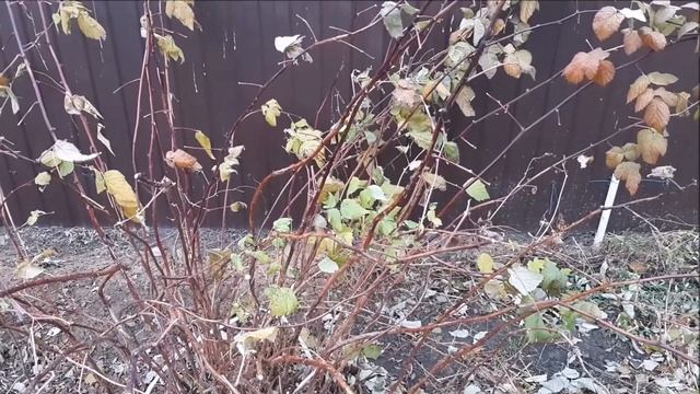 Прогулка в лесу. Осенние картинки в моем саду. смотреть онлайн