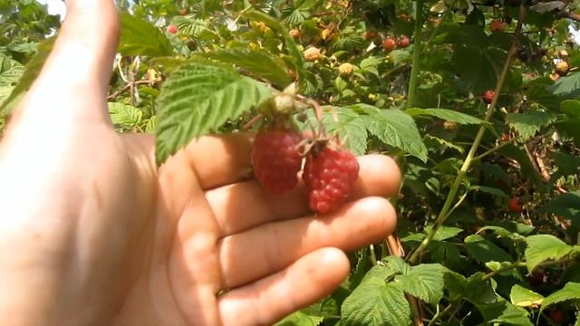 Топ новых крупных и урожайных сортов летней малины. Результаты проверки урожая. смотреть онлайн