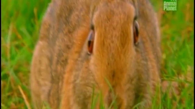 Горностаи охотятся на кроликов (Animal planet) смотреть онлайн
