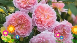 Роза английская кустовая Анна Болейн. Краткий обзор, описание характеристик, где купить саженцы