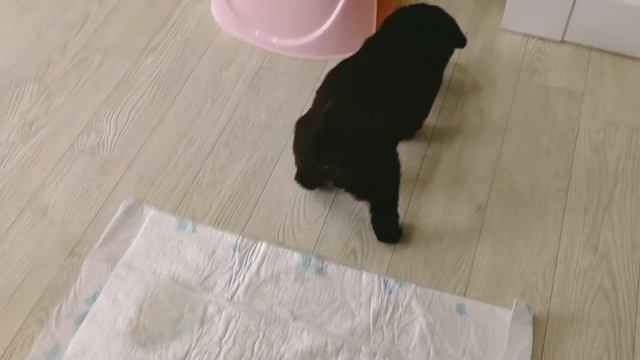 Метис лабрадора и дворняги! Лу́на учится ходить на пелёночку. смотреть онлайн