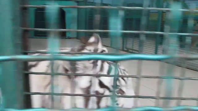 Большие кошки смотреть онлайн