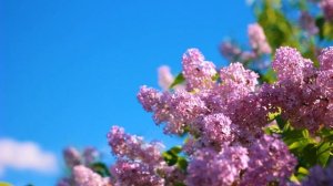 Футаж — Красивая цветущая сирень и бабочки. Футажи (footage) красивая природа [FullHD]