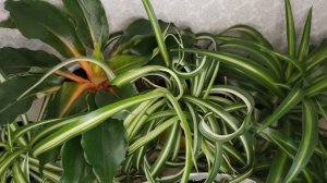 Хлорофитум Бони, Виттатум, Оранж, Вариегатум, Океан, Гавайский Паук. Моя коллекция хлорофитумов.