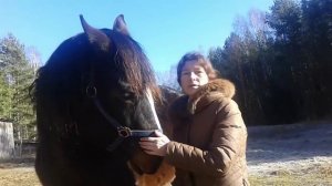 Лошади в деревне. Кормление, содержание и выбор лошади.