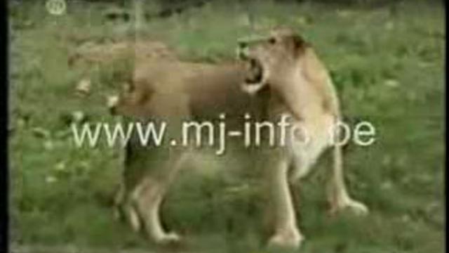 Смешные животные смотреть онлайн