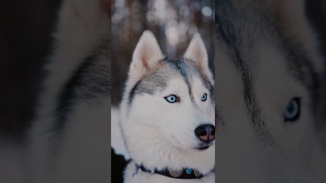 Хаски,похож на волка #хаски #собакадругчеловека Хаски красавец #волк смотреть онлайн