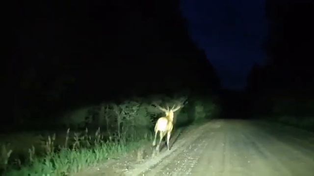 Благородный олень выбежал на дорогу, jeleni 2023, deer antlers смотреть онлайн