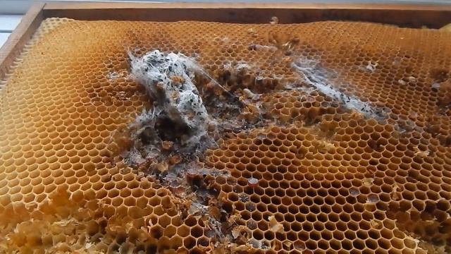 Восковая моль - борьба зимой (заблуждения некоторых пчеловодов). смотреть онлайн