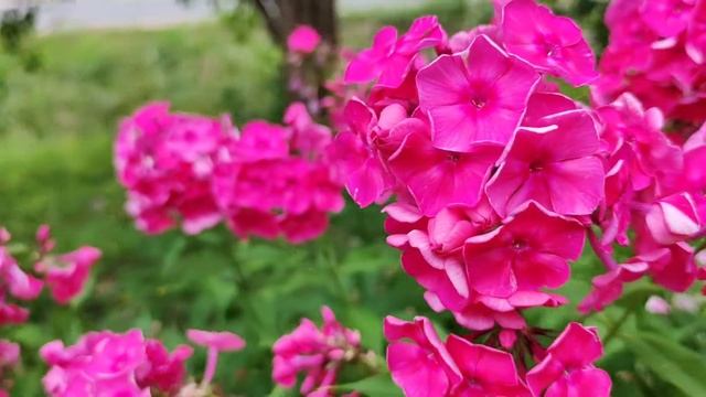 VID 20220904 042207 Добрый Филя (Н. Рубцов)...Павел Васильев Лахтинский смотреть онлайн