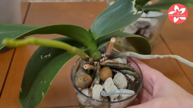 Орхидеи в закрытой системе уход полив удобрения смотреть онлайн