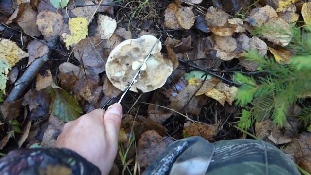 Сбор грибов в холодную погоду. Много грибов в похолодание. смотреть онлайн