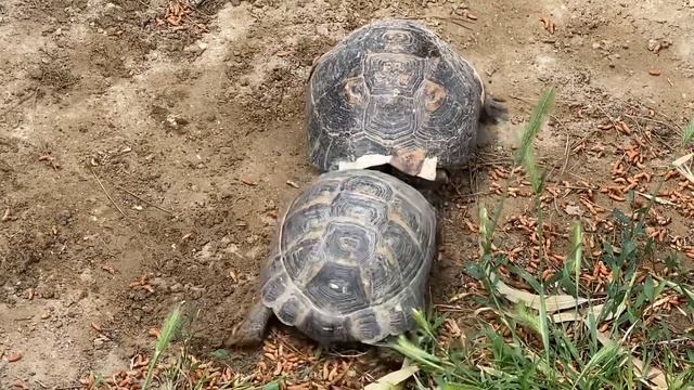 May 5. Дача. Матч века и Нунун и Каролинка смотреть онлайн