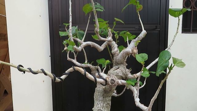 Hibiscus Taiwan (Chelsea) смотреть онлайн