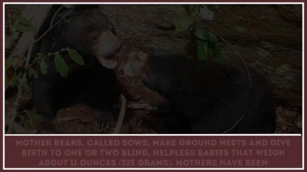 Fun Facts about Malayan Sun Bear – Educational Video for Schools