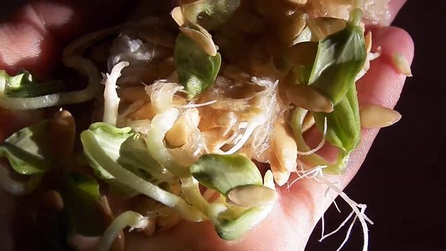 Дынные семечки проросли прямо в дыне смотреть онлайн