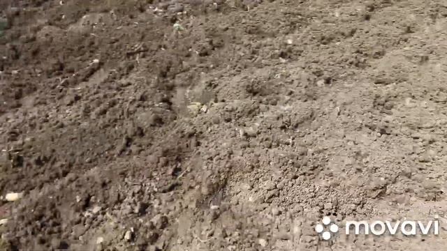 ПОСАДКА КАРТОФЕЛЯ 19.06.2021. ВТОРАЯ ПОСАДКА КАРТОФЕЛЯ. ОГОРОД НА КУБАНИ смотреть онлайн