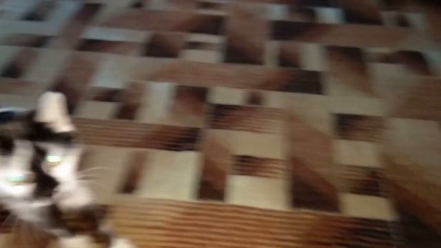 Смешные коты. Ленивые коты не хотят играть с игрушкой мышкой на пружинке.