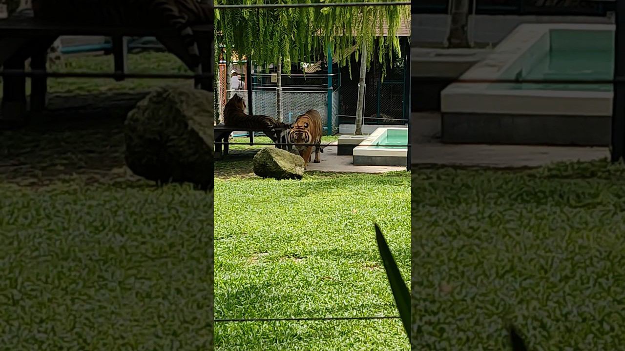 Тигр купается в бассейне. Бесплатная обзорная экскурсия Пхукет. Таиланд 2024 за 50 т. @tutsi-dieti смотреть онлайн