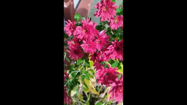 Осенние воспоминания 2023 часть 2 ???✨ (Autumn Memories 2023 part 2) смотреть онлайн