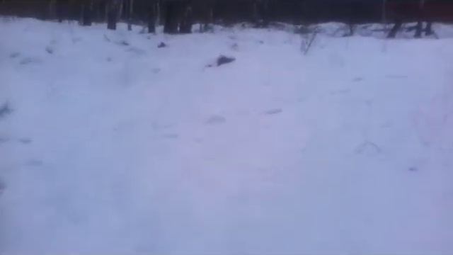 АС: Предварительный поход в лес. Поиски места для ночных съемок! смотреть онлайн