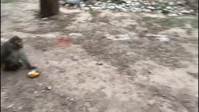 Daman e Koh : Monkey Eating French Fries : Islamabad смотреть онлайн