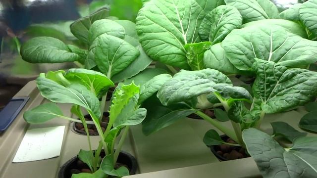 Beginner Hydroponic Kratky Method - Pak Choi 03 смотреть онлайн