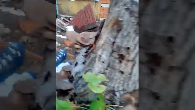 Выращивание вешенок на приусадебном участке. смотреть онлайн