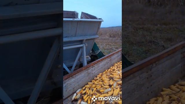 Уборка кукурузы 2020 р. комбайном Херсонец 7 с бункером смотреть онлайн