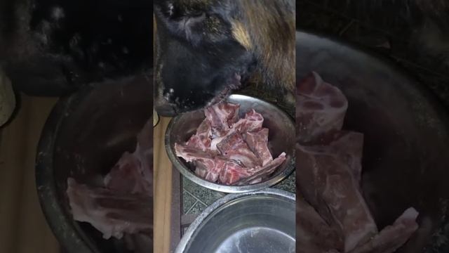 Можно ли собакам кости? Про кости в питании собак. смотреть онлайн