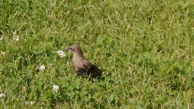 Кто знает, как эта птичка называется? смотреть онлайн