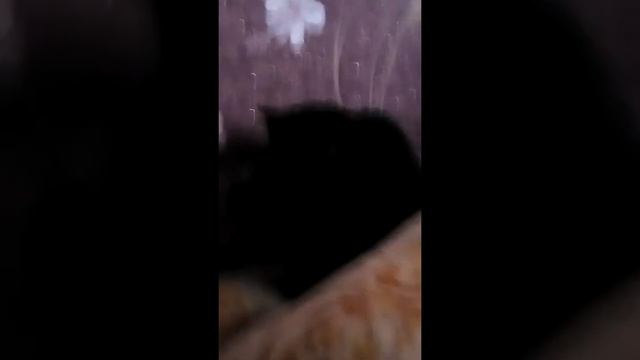 Пантерик мой провинился. смотреть онлайн