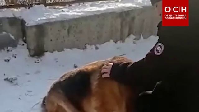 В Красноярске мужчина после двух лет разлуки нашёл свою собаку в приюте смотреть онлайн