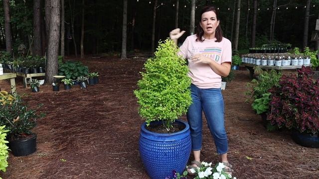 Sunshine Ligustrum Topiary Fall Container // Gardening with Creekside смотреть онлайн