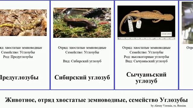 Животное, отряд хвостатые земноводные, семейство Углозубы animal тритон Безлёгочные когтистый смотреть онлайн