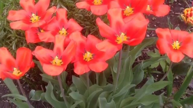 RED TULIPS Inspirational