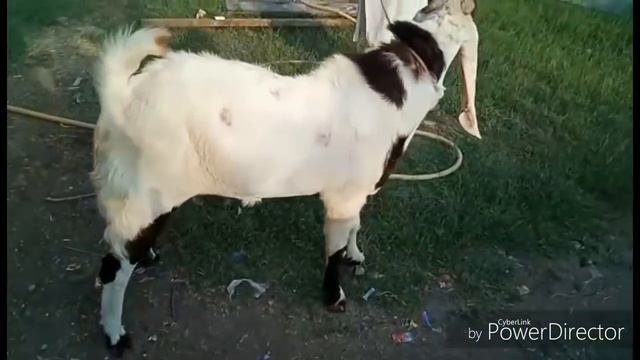 Hyderabadi Bakra In Surat | Royal Goat Farm. смотреть онлайн