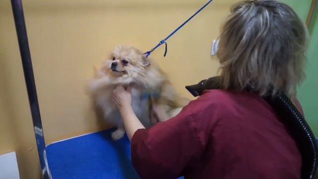 Открытие и первые гости GROOM ВОЛОГДА смотреть онлайн