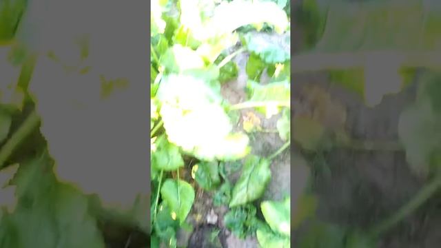 Что любит лось? смотреть онлайн