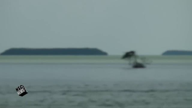 Palm Trees of Southern Florida, Park Ranger explains native palms and Crocodiles смотреть онлайн