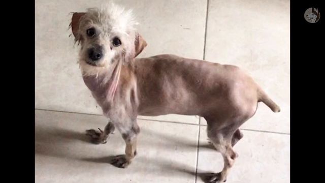 A Strange Animal Entered, The Owner Approached And Was Startled By Fear