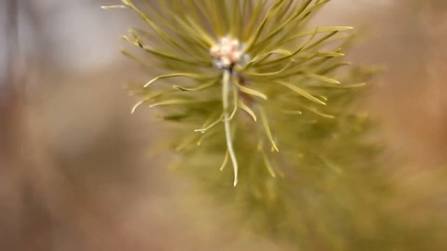 Весенний|8.04.2015|МШ смотреть онлайн