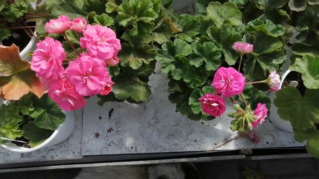 сравним два сорта! смотреть онлайн