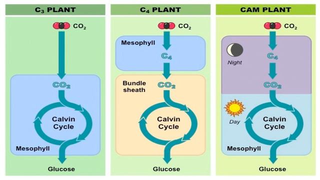 CAM Pathway - Plant Science Forum смотреть онлайн